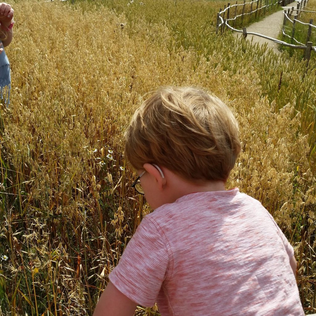 sunshine corn