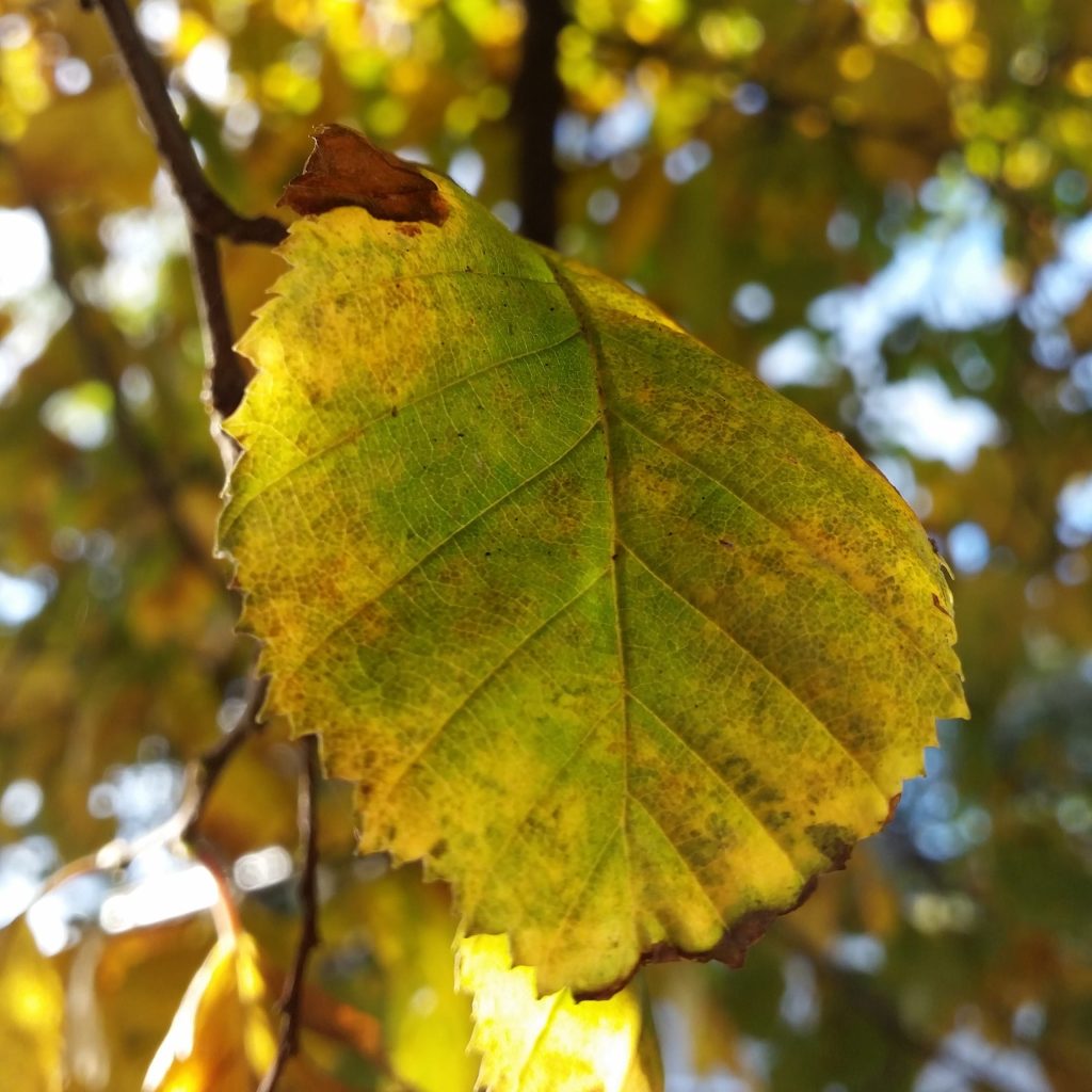 yellow leaves